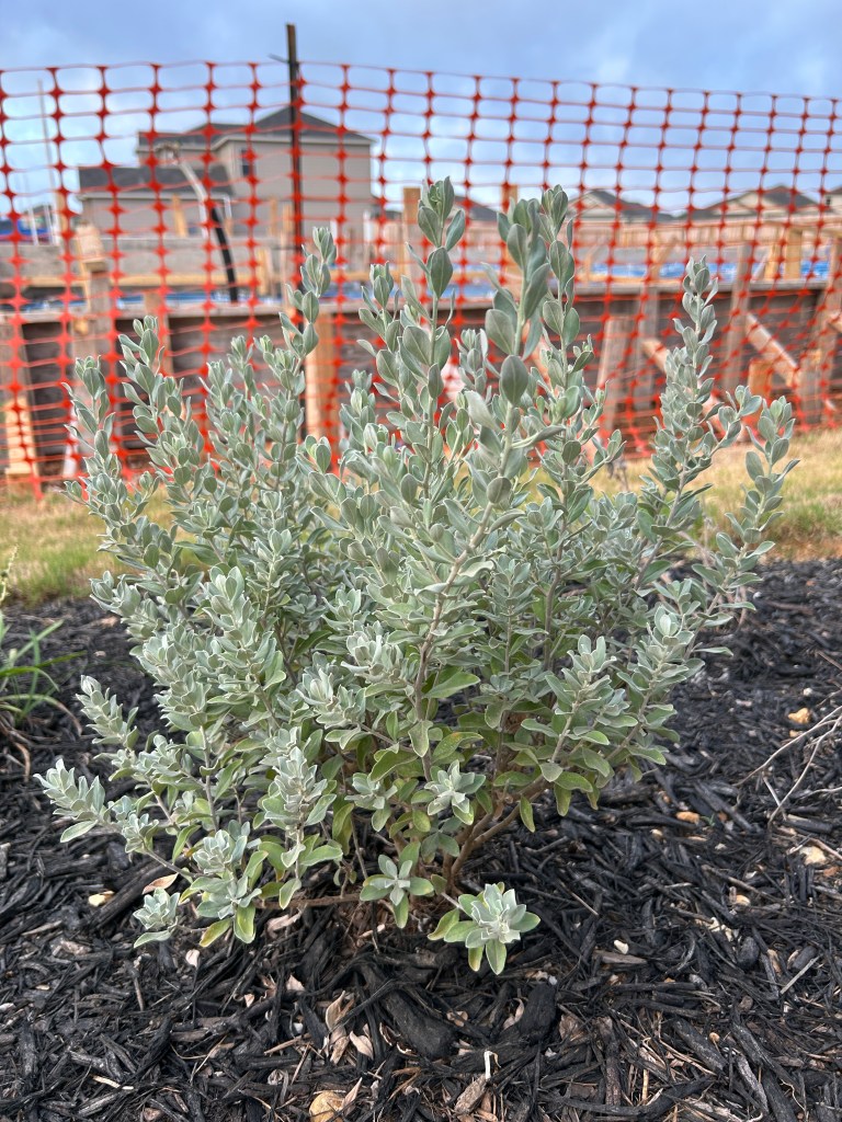 Texas Barometer Bush