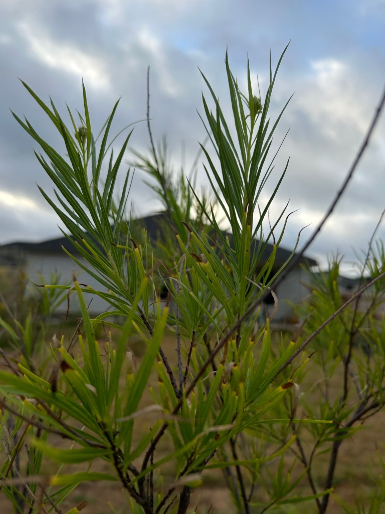 Desert Willow tree