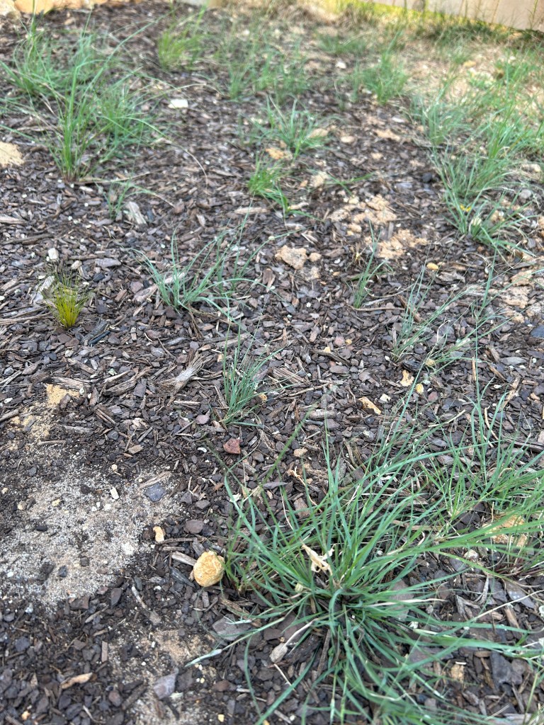 Young native grass seedlings