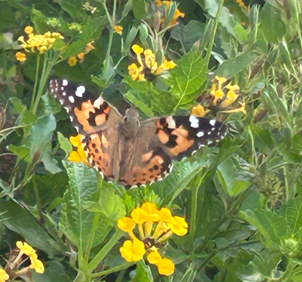 Painted Lady butterfly on Esperanza plant