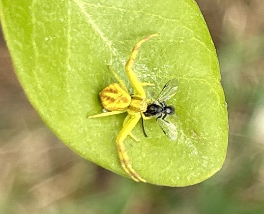 Northern Crab Spider eating fly