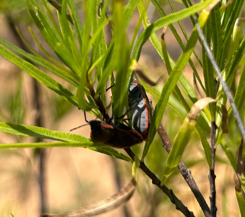 Conchuela stink bugs in Desert Willow tree