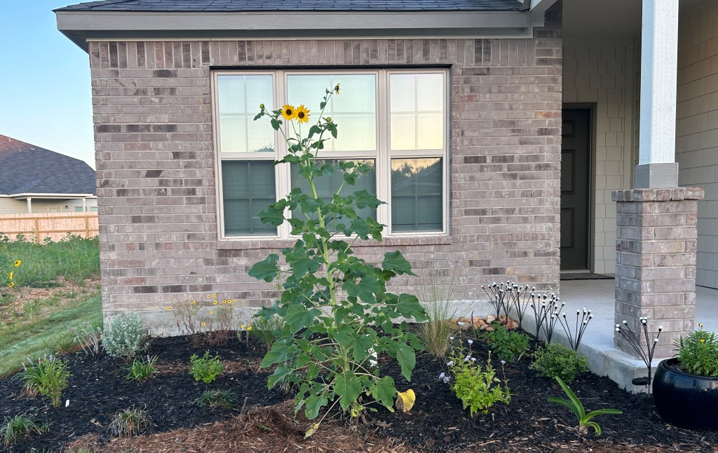 Sunflowers in front of the house