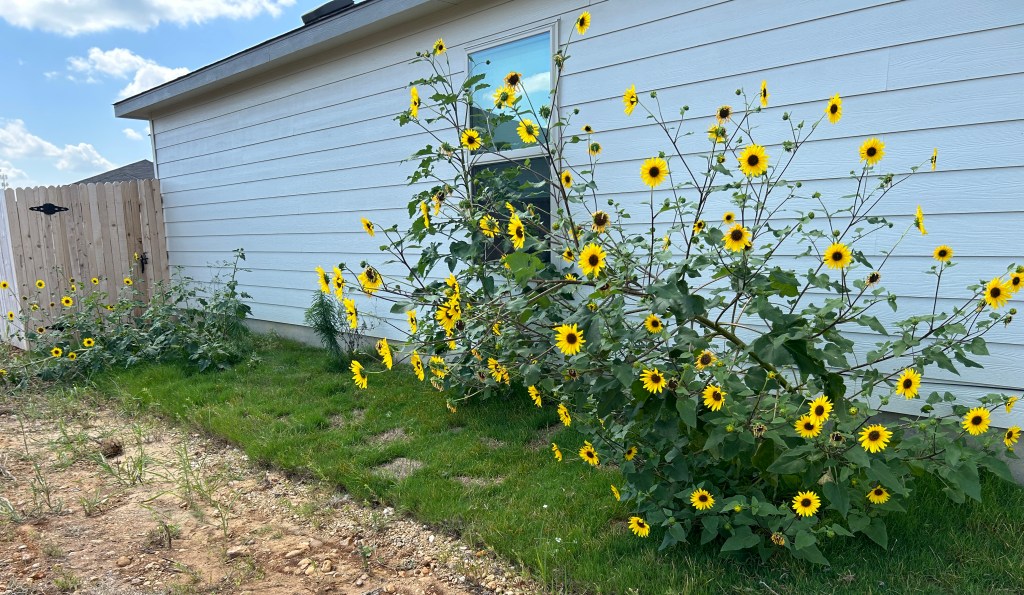 Sunflowers beside the house