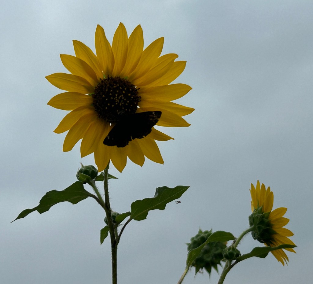 Sunflower with butterfly mustache