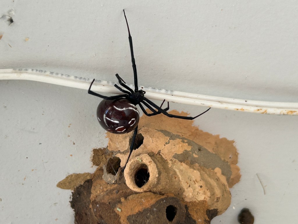 black widow spider near wasp nest