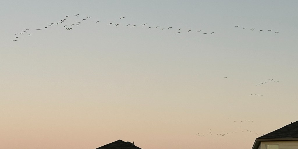 Cattle Egrets flying in formation at dawn