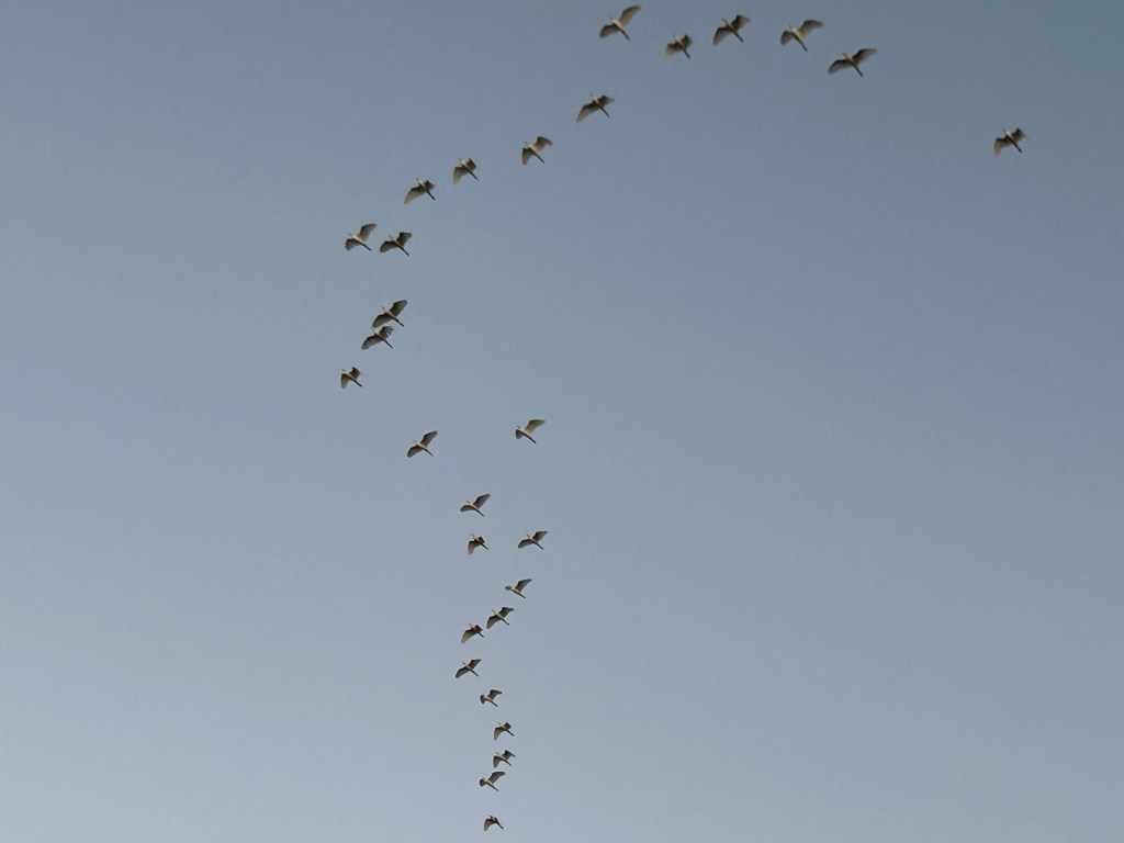 Cattle Egrets flying in formation at dawn