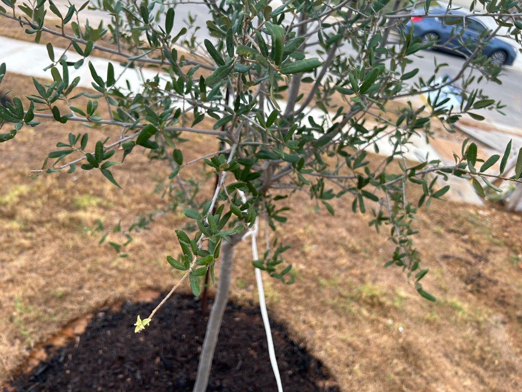 Live Oak tree with new leaf growth