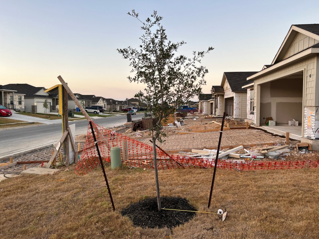 Live oak tree circle before expansion