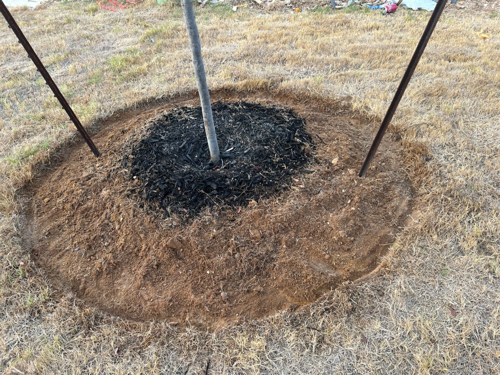 Live oak tree circle being expanded