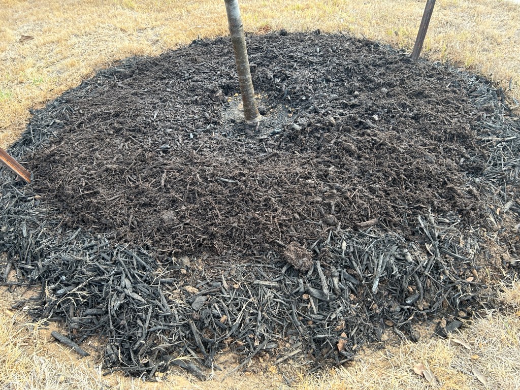 Live oak tree circle after expansion