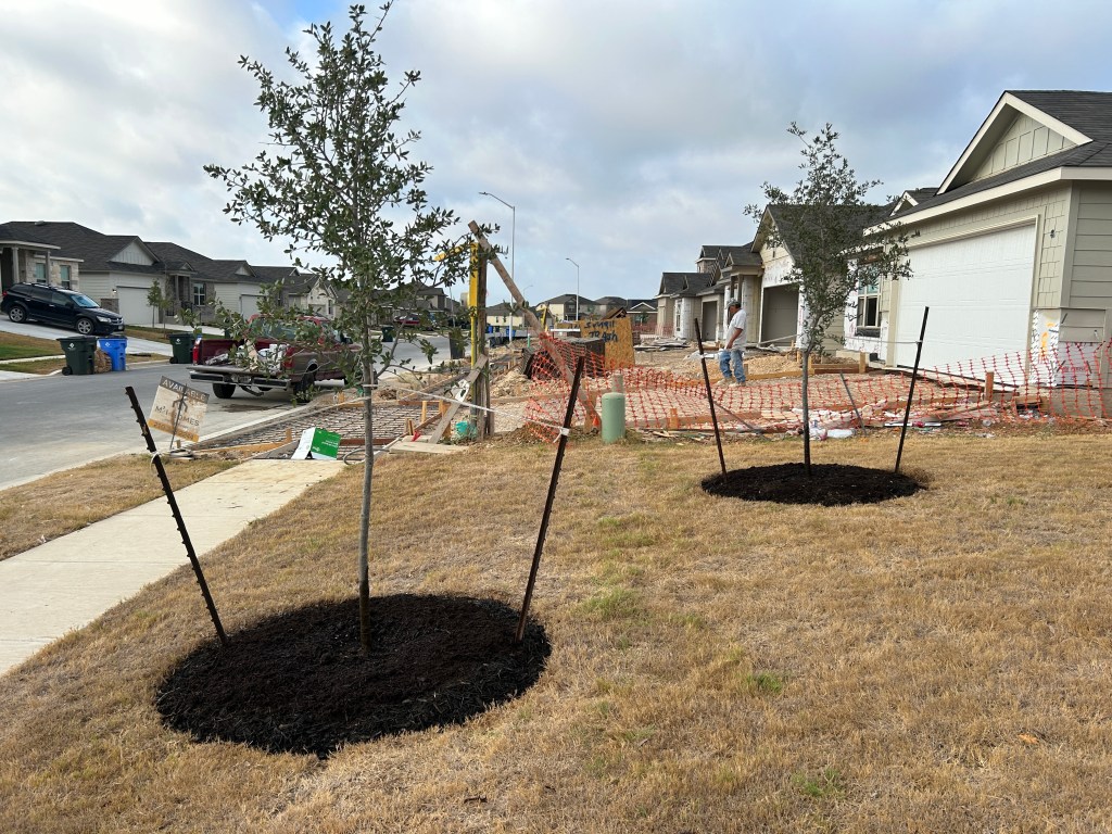 Live oak tree circles after expansion
