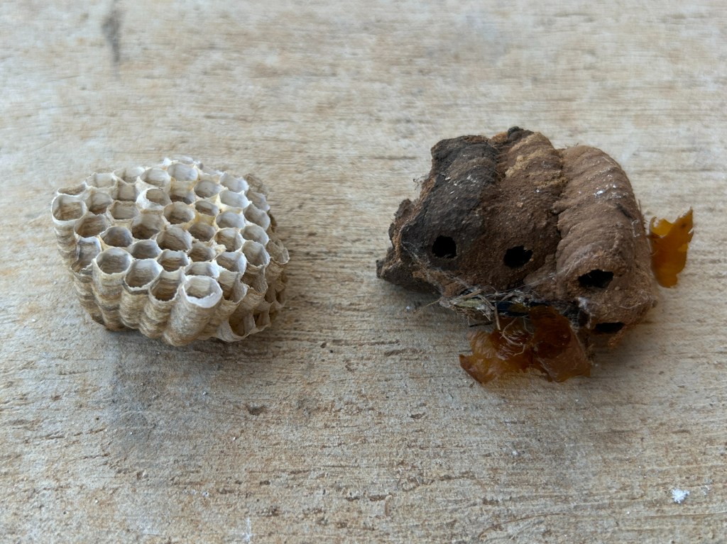 wasp nests