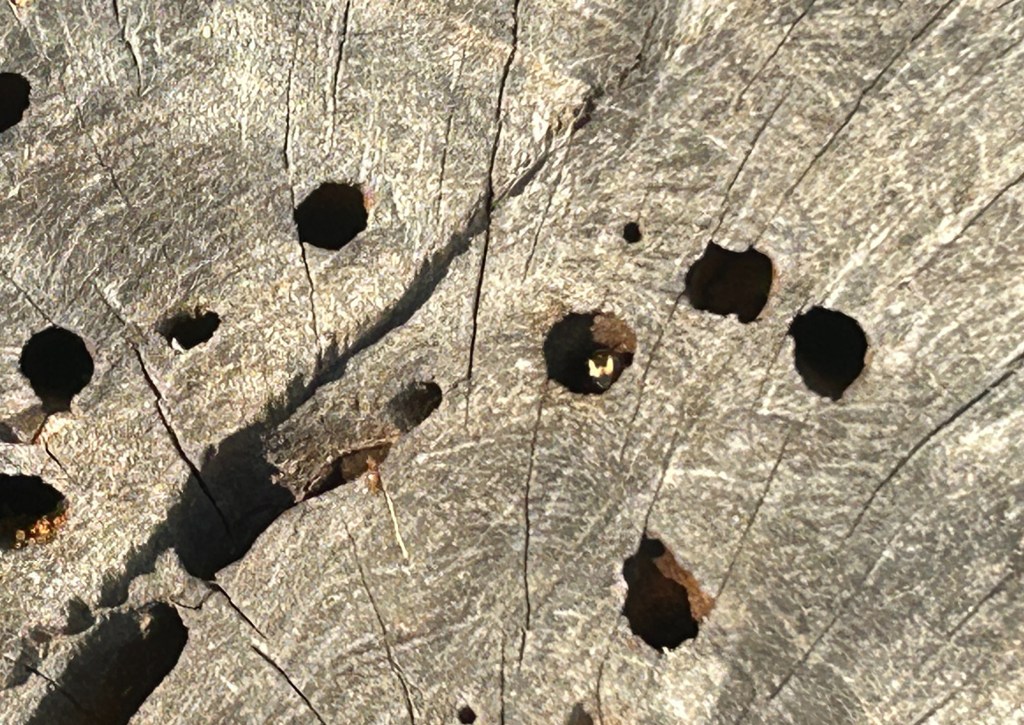 Is This Bee Home, Or Just&nbsp;Resting?