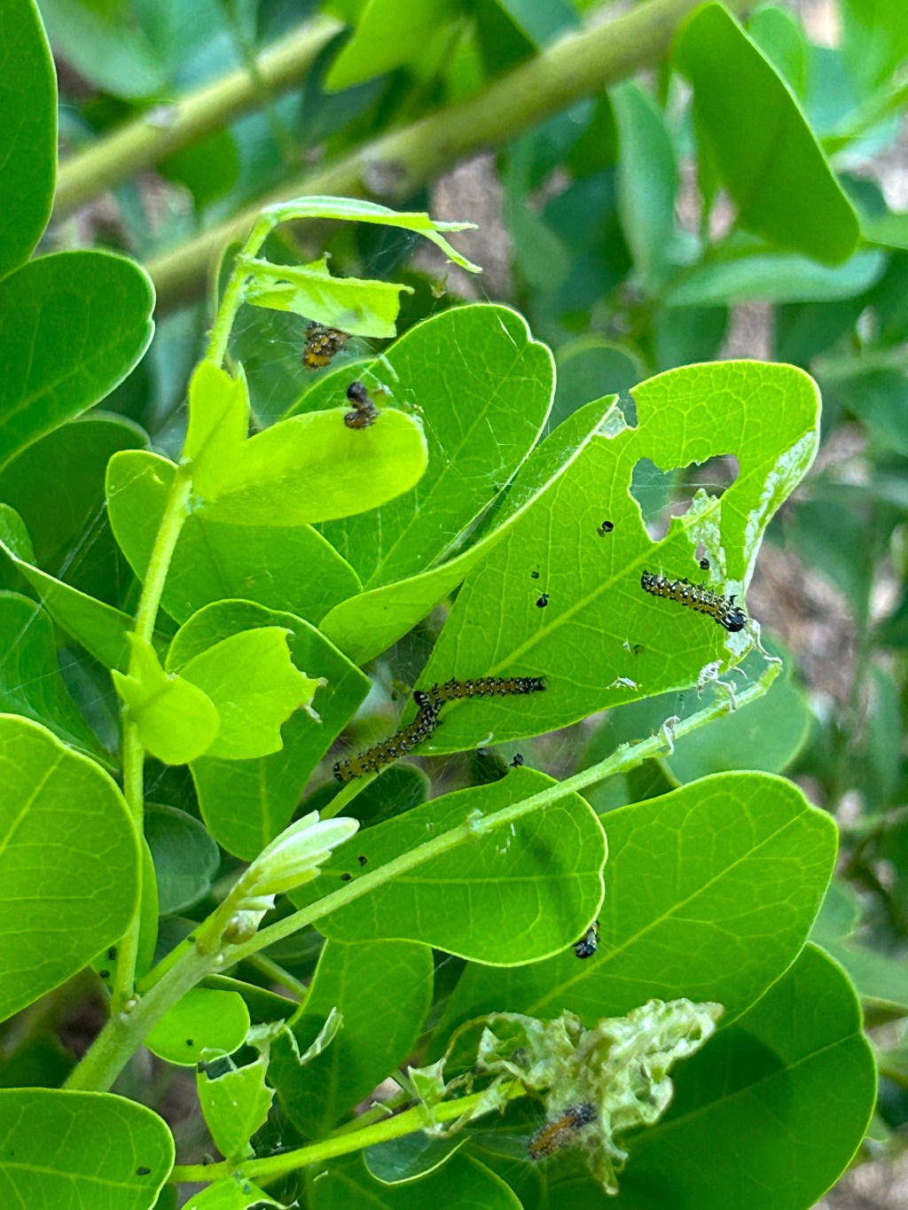 Genista Broom Moth — A Choice Had To Be&nbsp;Made