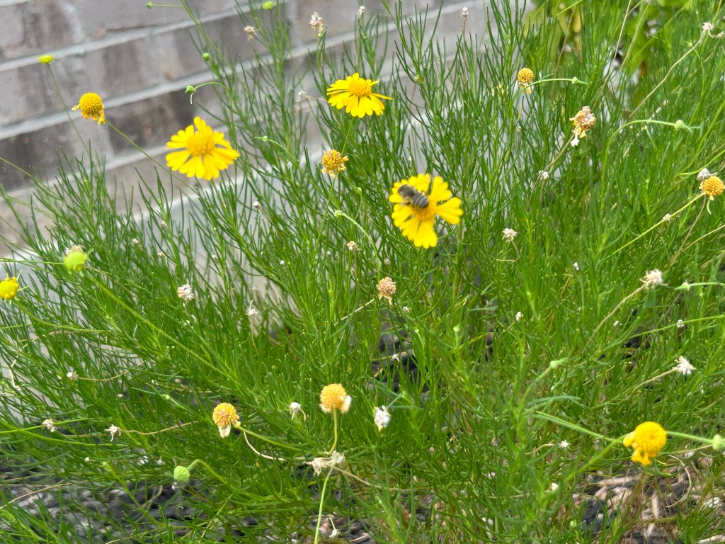 Happy Plant, Happy&nbsp;Bee