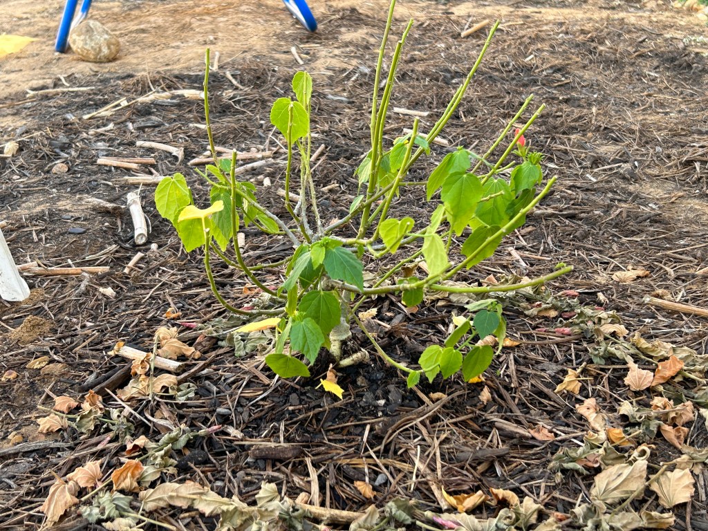 Moving The Turk’s&nbsp;Cap