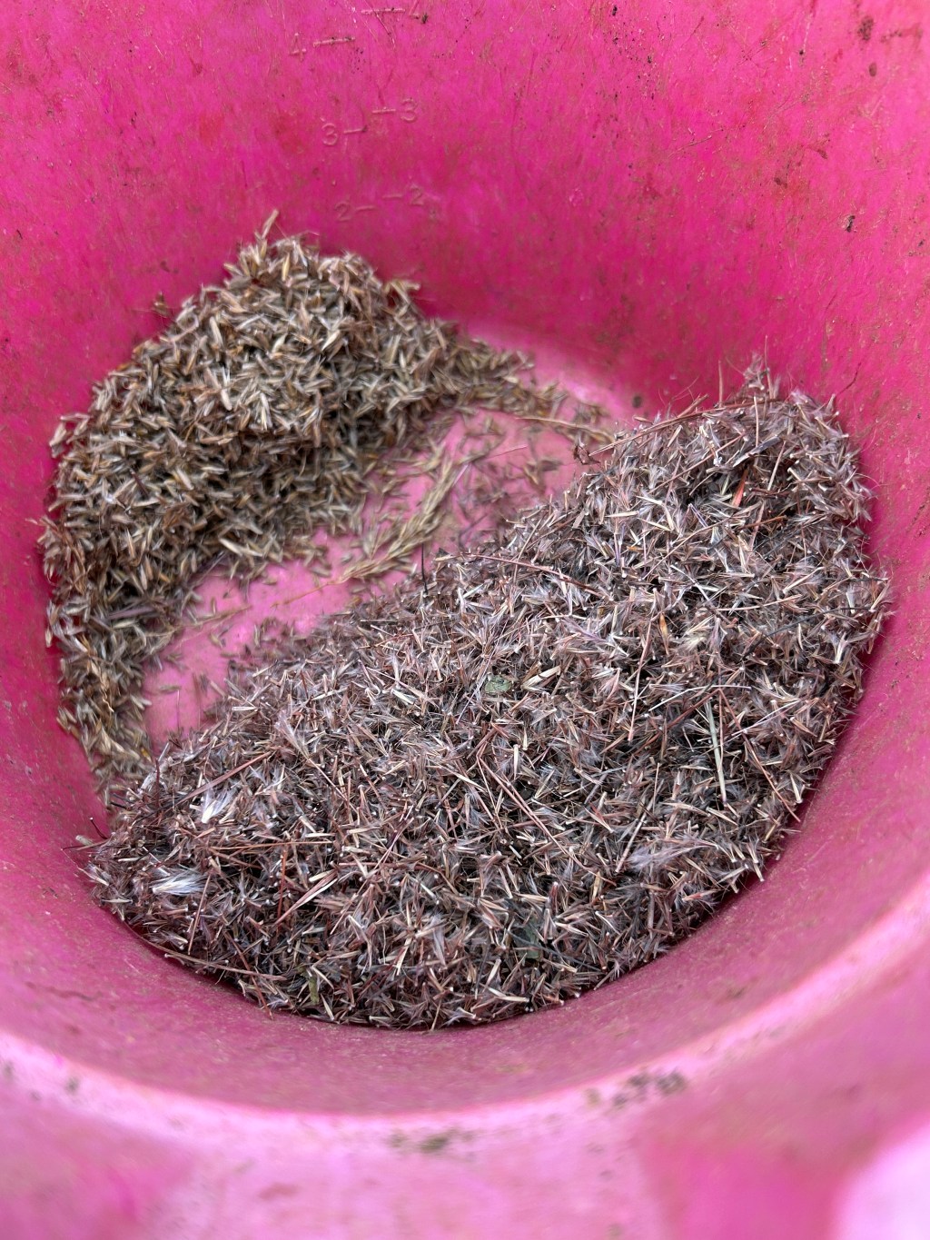 Mid-Height Prairie Grasses