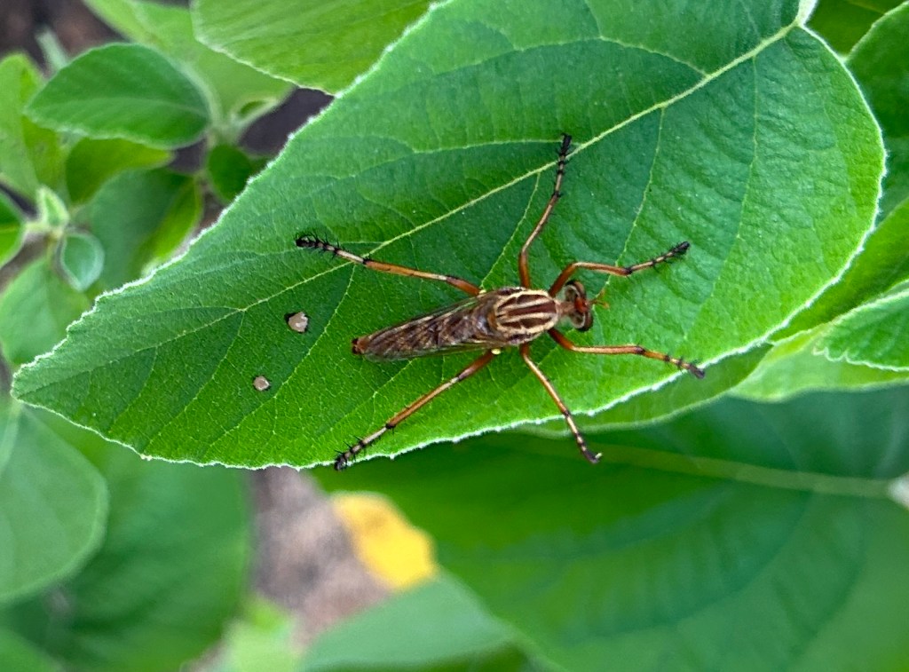 Robber Fly!