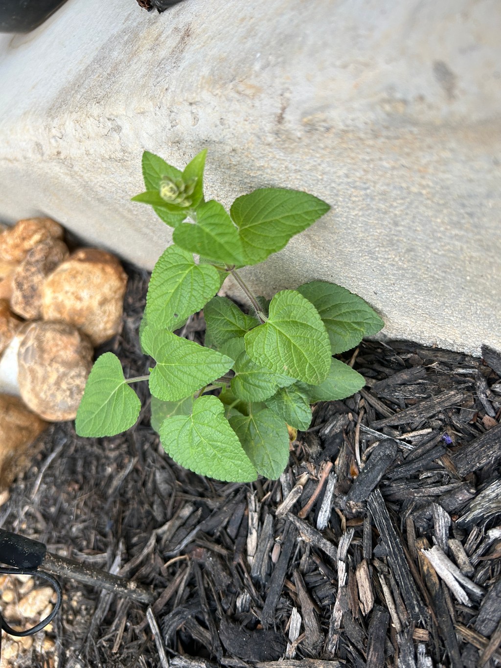 Collecting Salvia Babies
