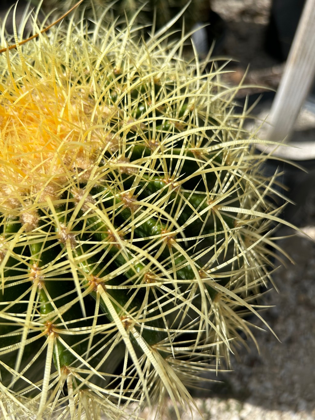 Thorns, Spines, And&nbsp;Prickles