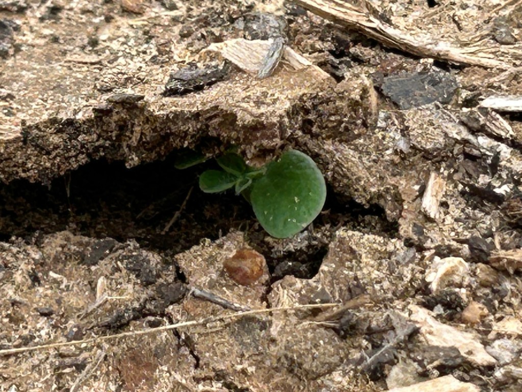 New Bluebonnets Emerging