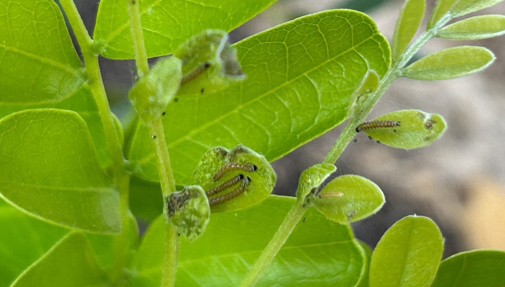 More Caterpillars On The Texas Mountain&nbsp;Laurel