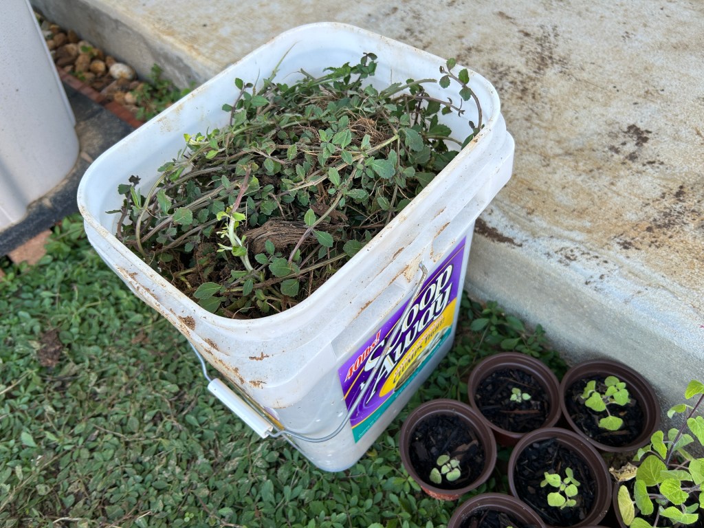 More Frogfruit Plugs In The Front Lawn