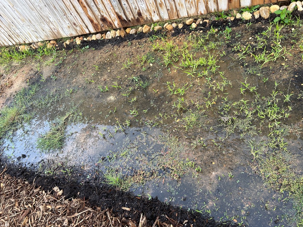 Sow Thunder Turf In The Fall/Winter, Yes Or&nbsp;No?