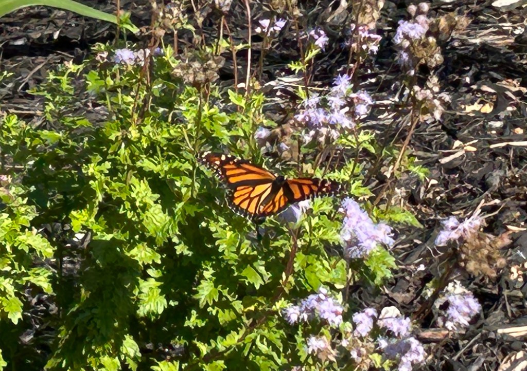 Migrating Butterflies Fattening Up For Their Long&nbsp;Journeys