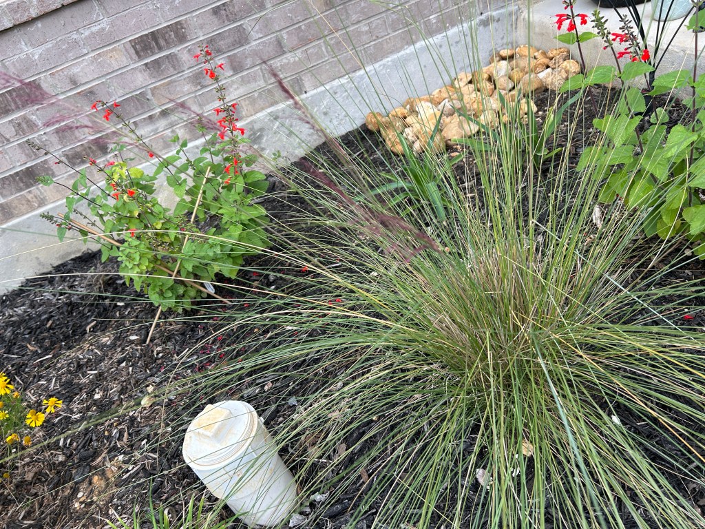 Gulf Muhly Plants Are&nbsp;Flowering