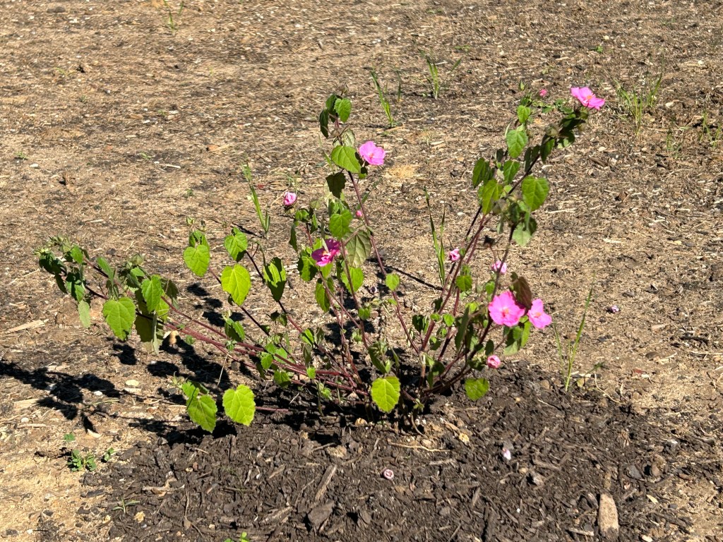 Plant List, November&nbsp;2023