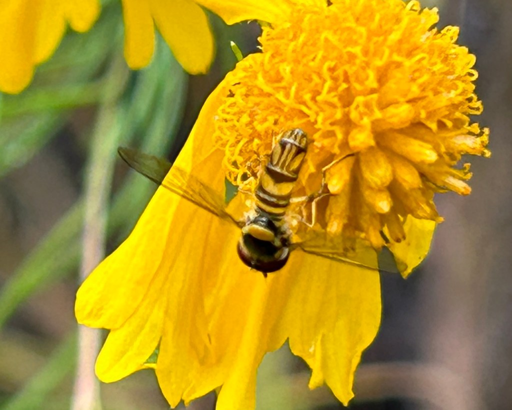 Streaktails Are Predators Of&nbsp;Aphids