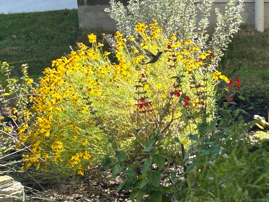 A Hummingbird Lunch&nbsp;Companion