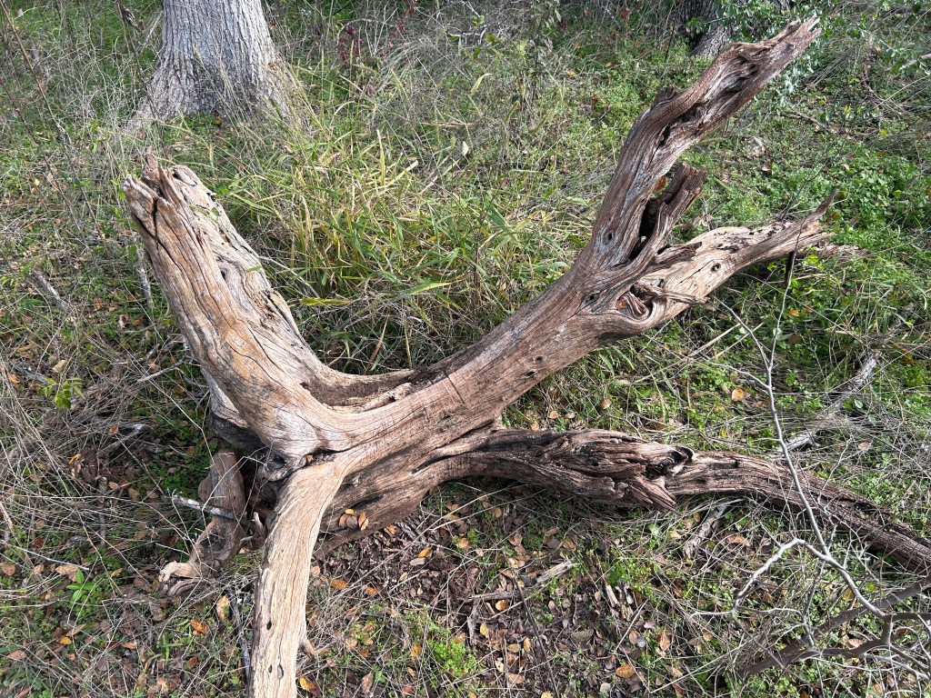 If A Piece Of Wood Calls To You In The Forest, Should You Take It&nbsp;Home?