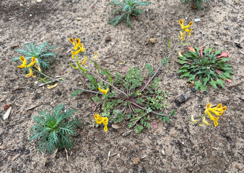 Volunteer: Curvepod Fumewort