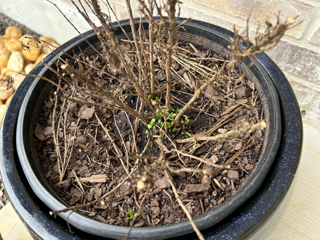 New Spring Growth: Mexican Mint&nbsp;Marigold