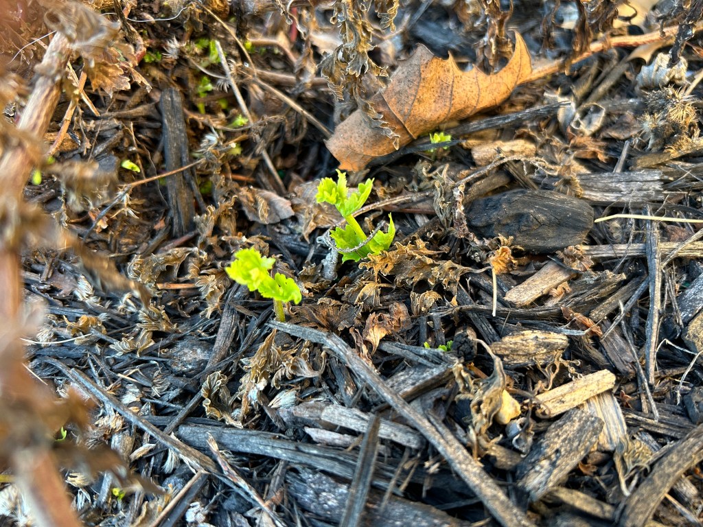 New Spring Growth: Gregg’s&nbsp;Mistflower