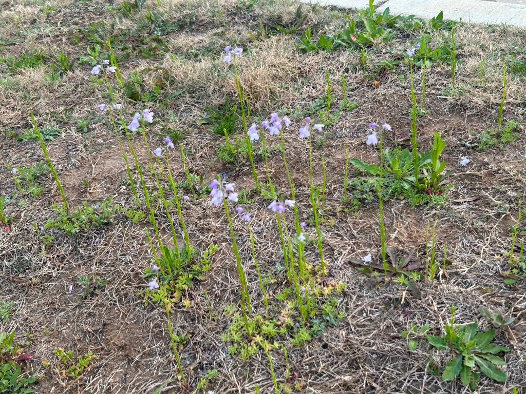 Volunteer: Texas Toadflax