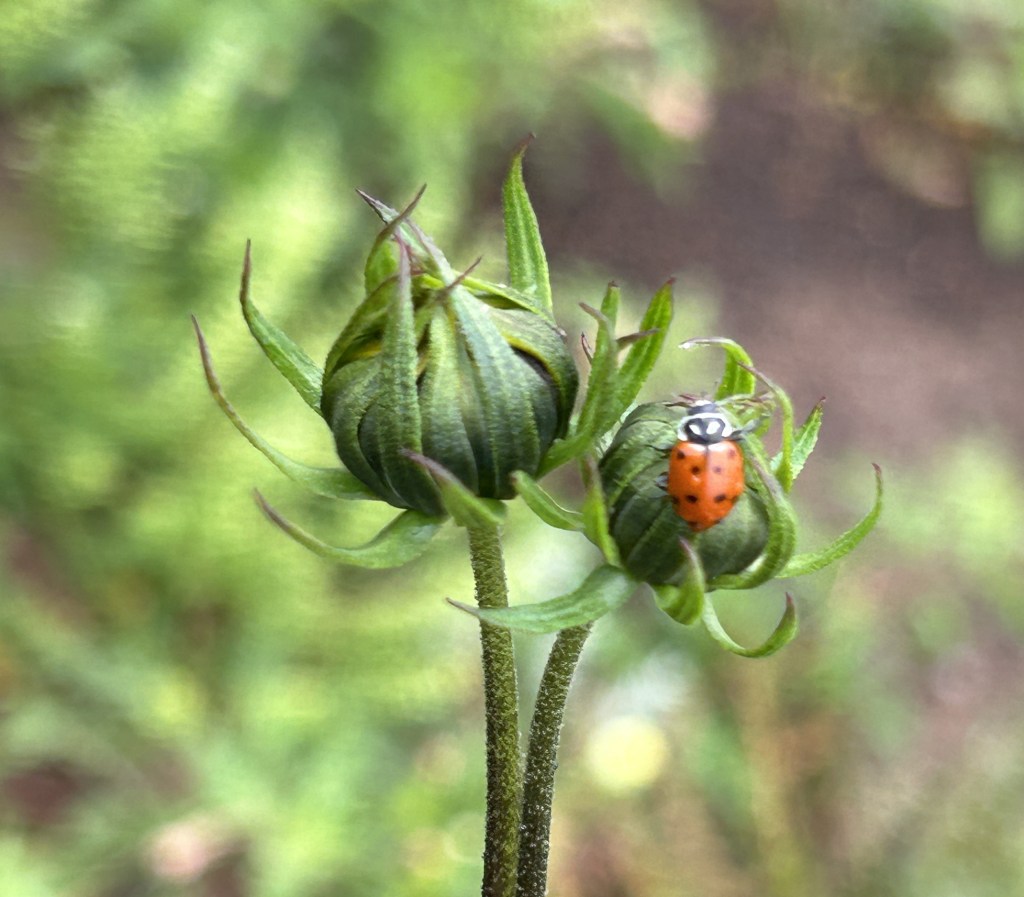 A Non-Specific Spring&nbsp;Update