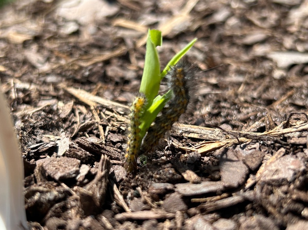 Defending Corn From&nbsp;Caterpillars