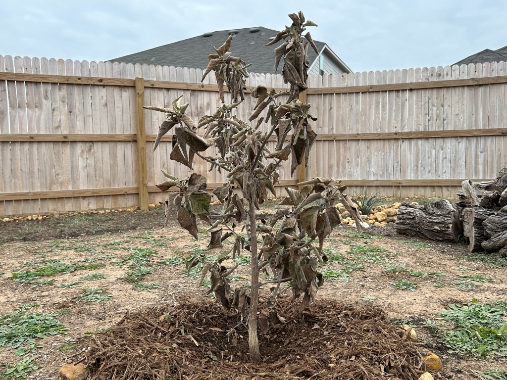 Two Plants I Thought I Had Lost, And A Visitor