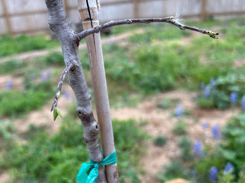 The Last Tree To Wake&nbsp;Up