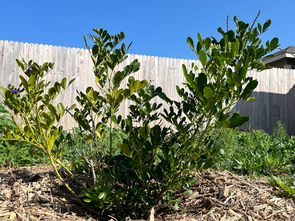 My Texas Mountain Laurel Tree Continues To Surprise&nbsp;Me