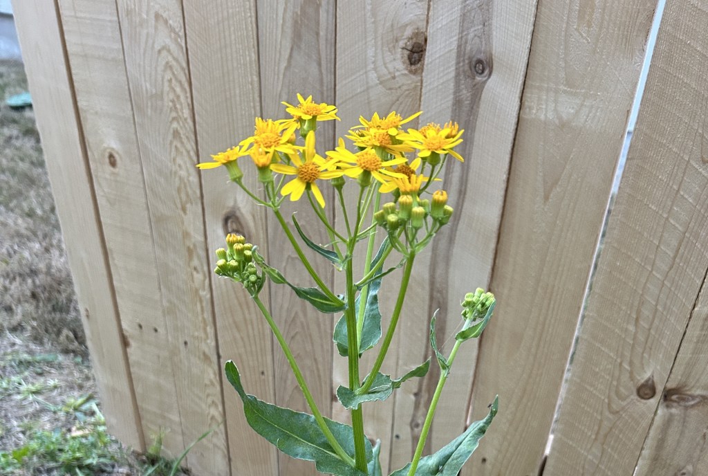 Volunteer: Texas Ragwort