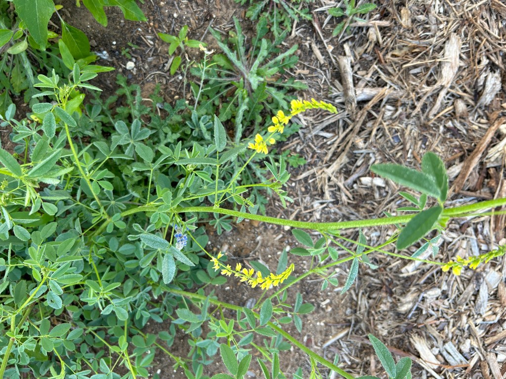 Volunteer: Yellow Sweetclover