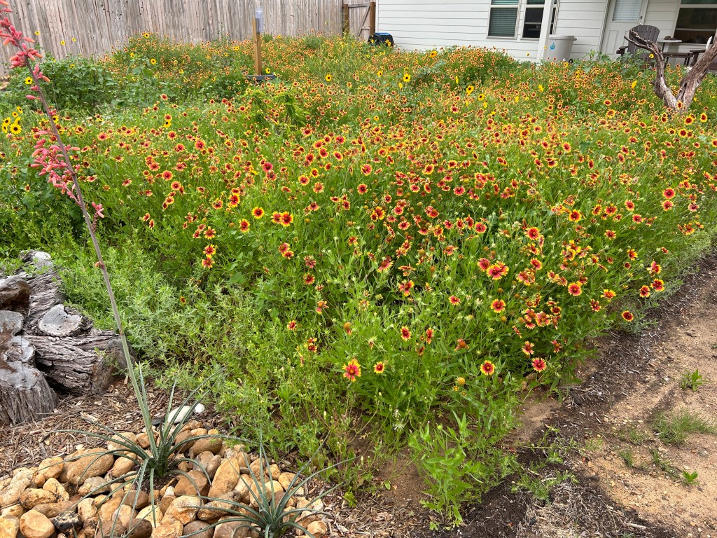 I Was Away For A Week. What Did The Garden Do?