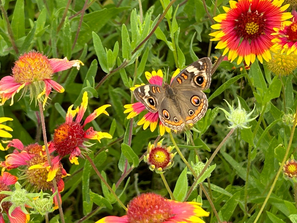 Common Buckeye
