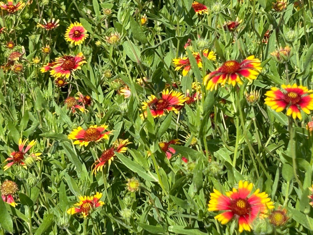 An Abundance Of&nbsp;Firewheels